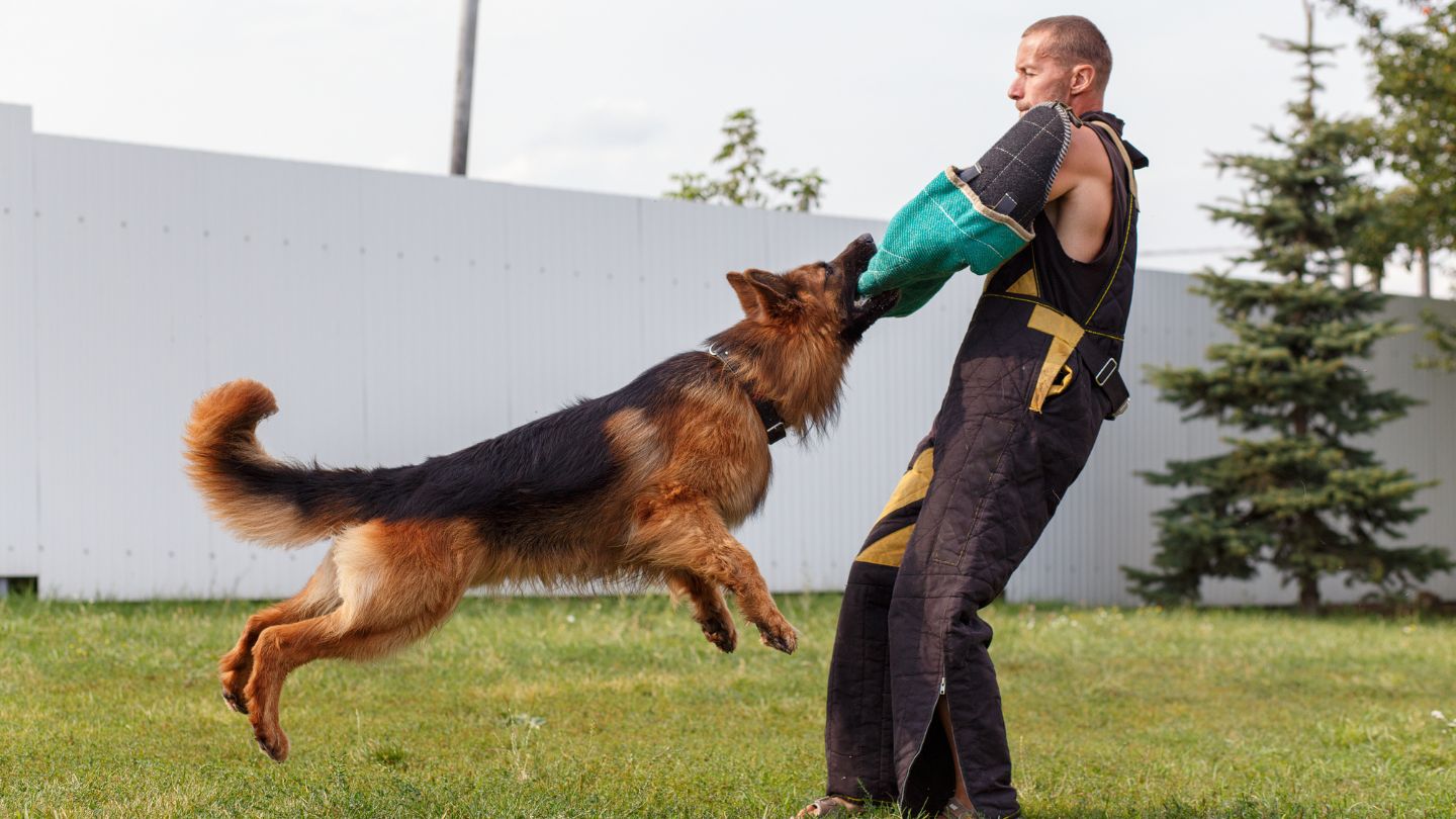 Safety And Management: The First Priority In Aggression Cases