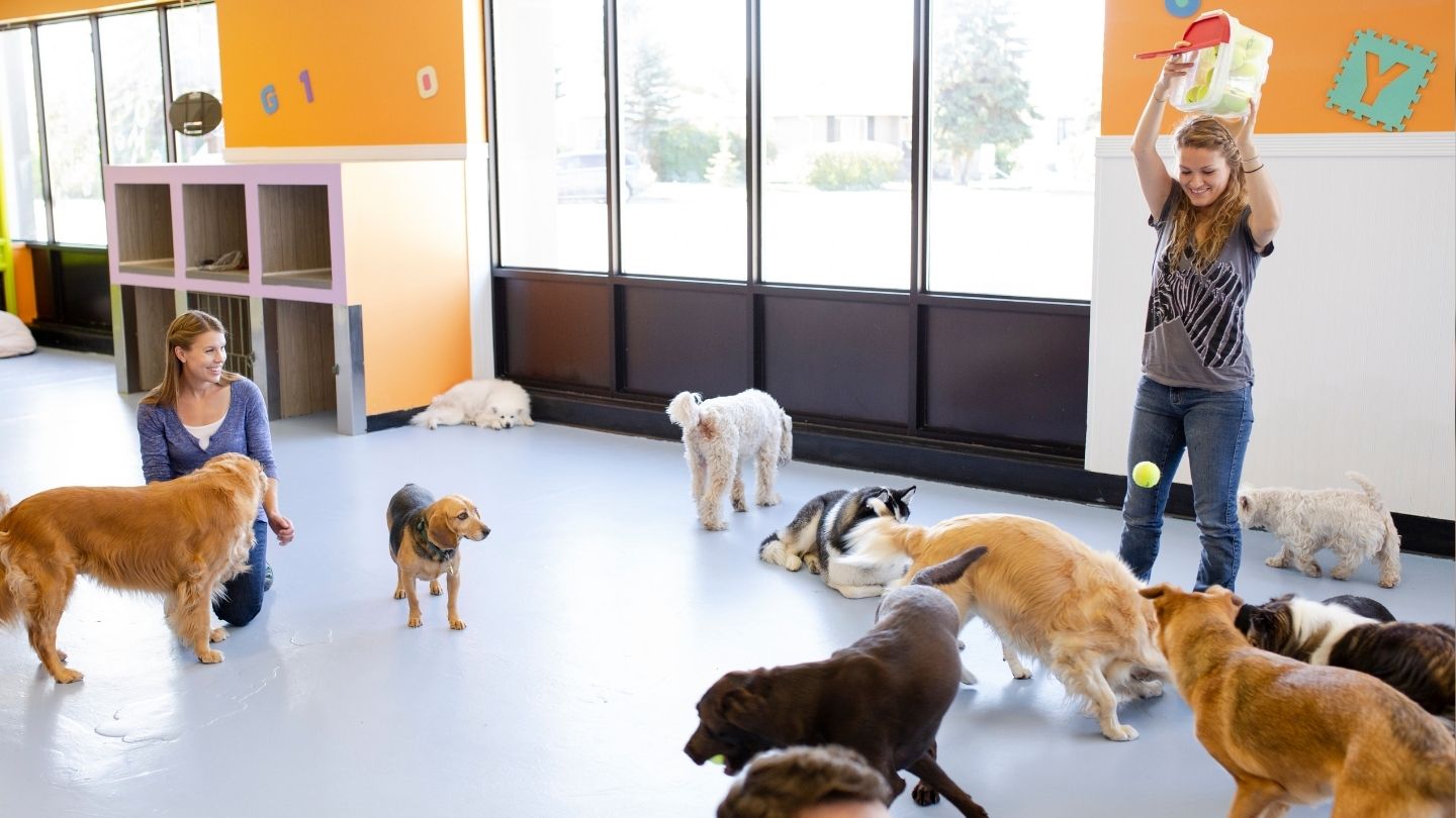 Set Your Dog Up for a Better Boarding Experience