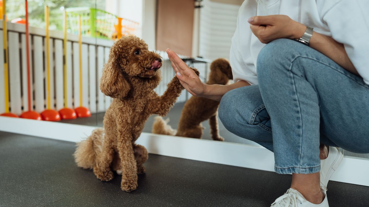 Why In-Home Training Is So Personalized
